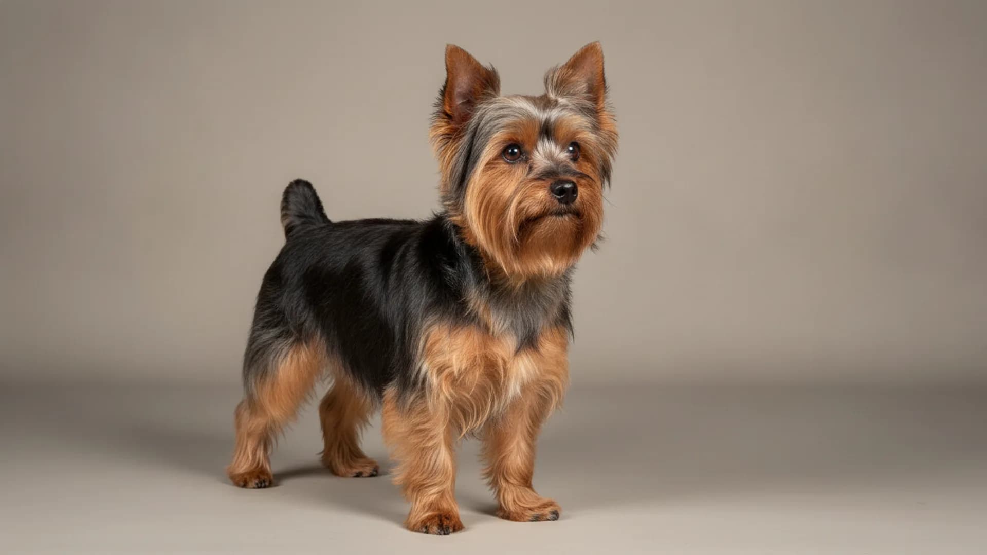 Illustration of Australian Silky Terrier