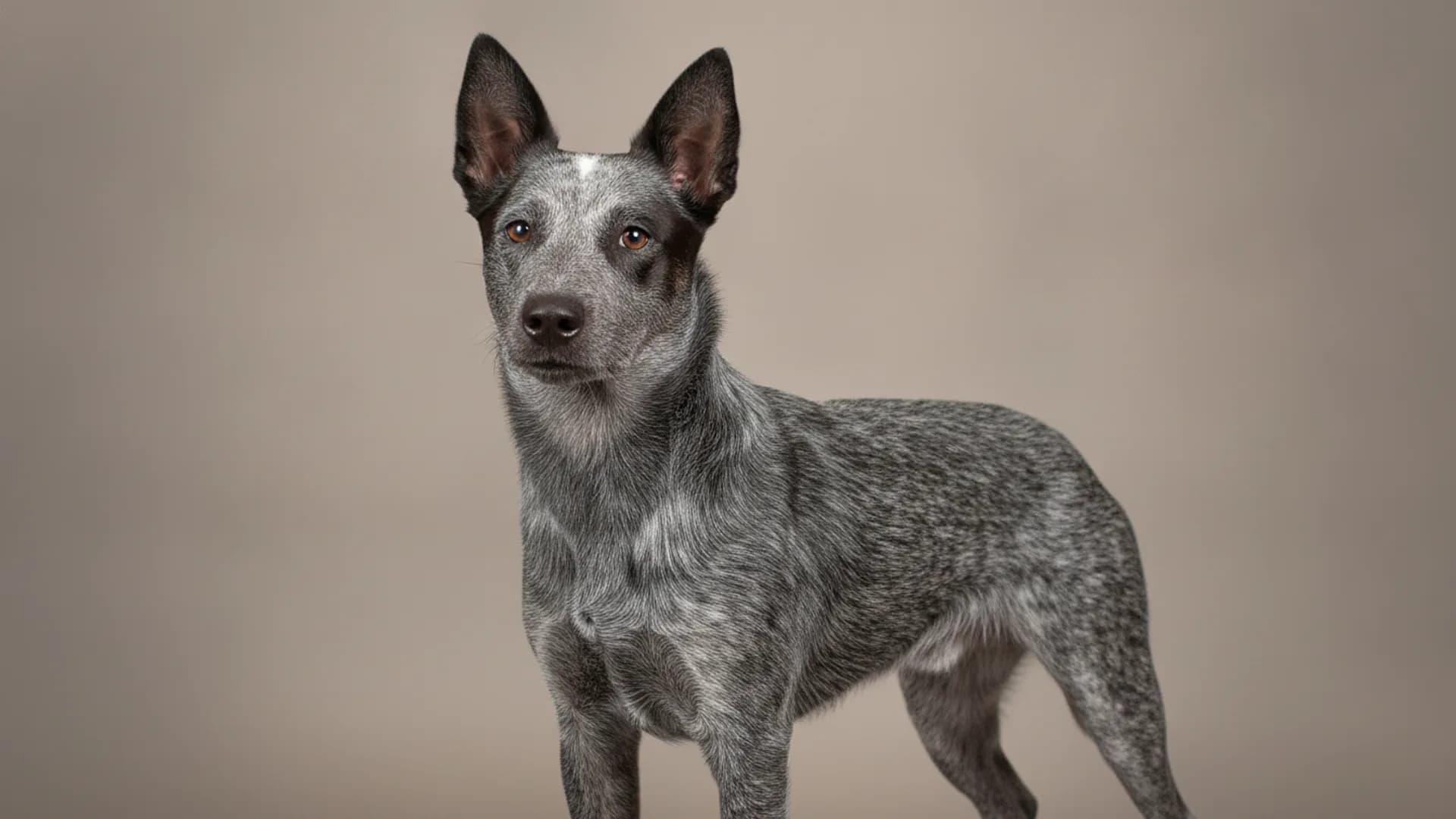 Illustration of Australian Stumpy Tail Cattle Dog