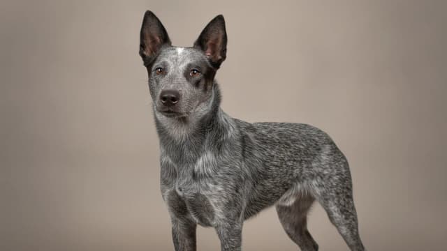 Illustration of Australian Stumpy Tail Cattle Dog
