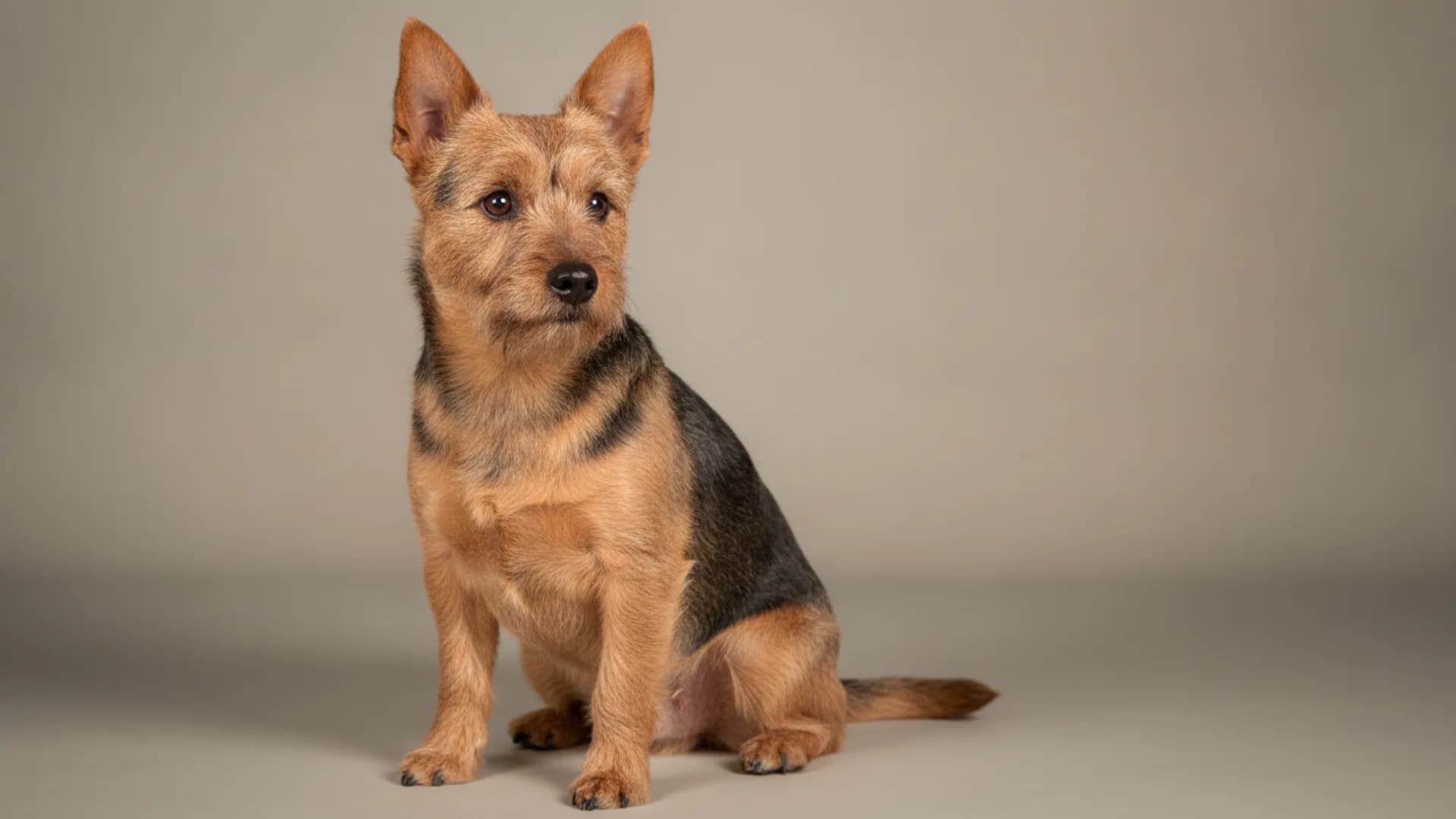 Illustration of Australian Terrier