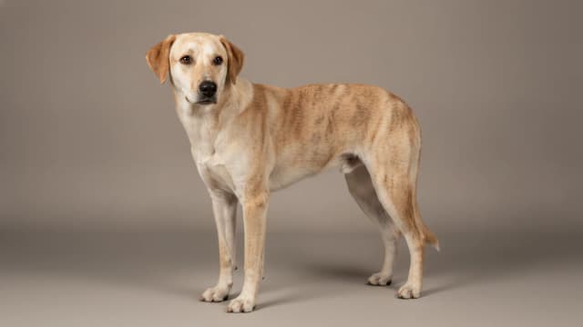 Illustration de Banjara Hound