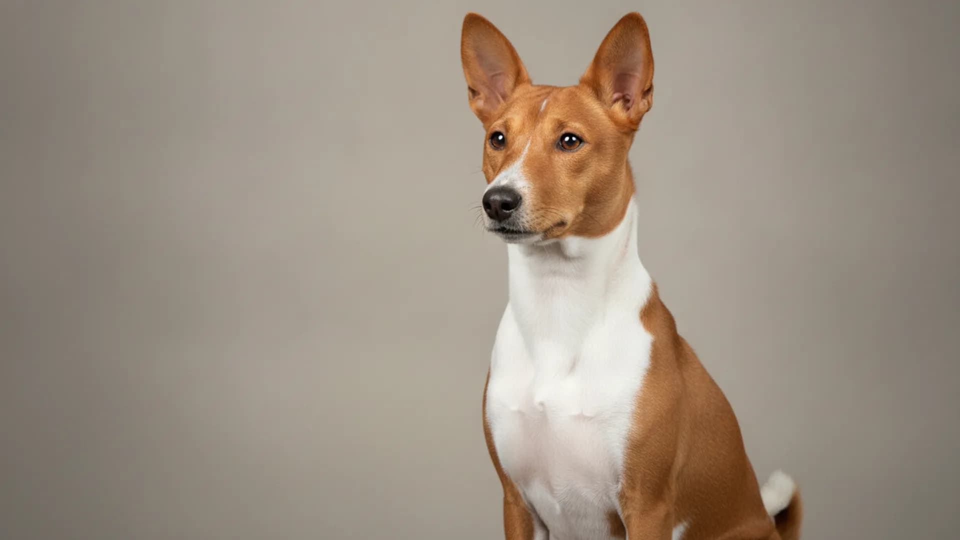 Illustration of Basenji
