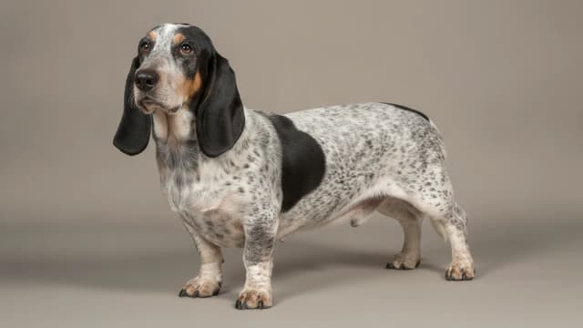 Illustration of Basset Bleu de Gascogne