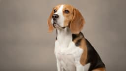 Beagle