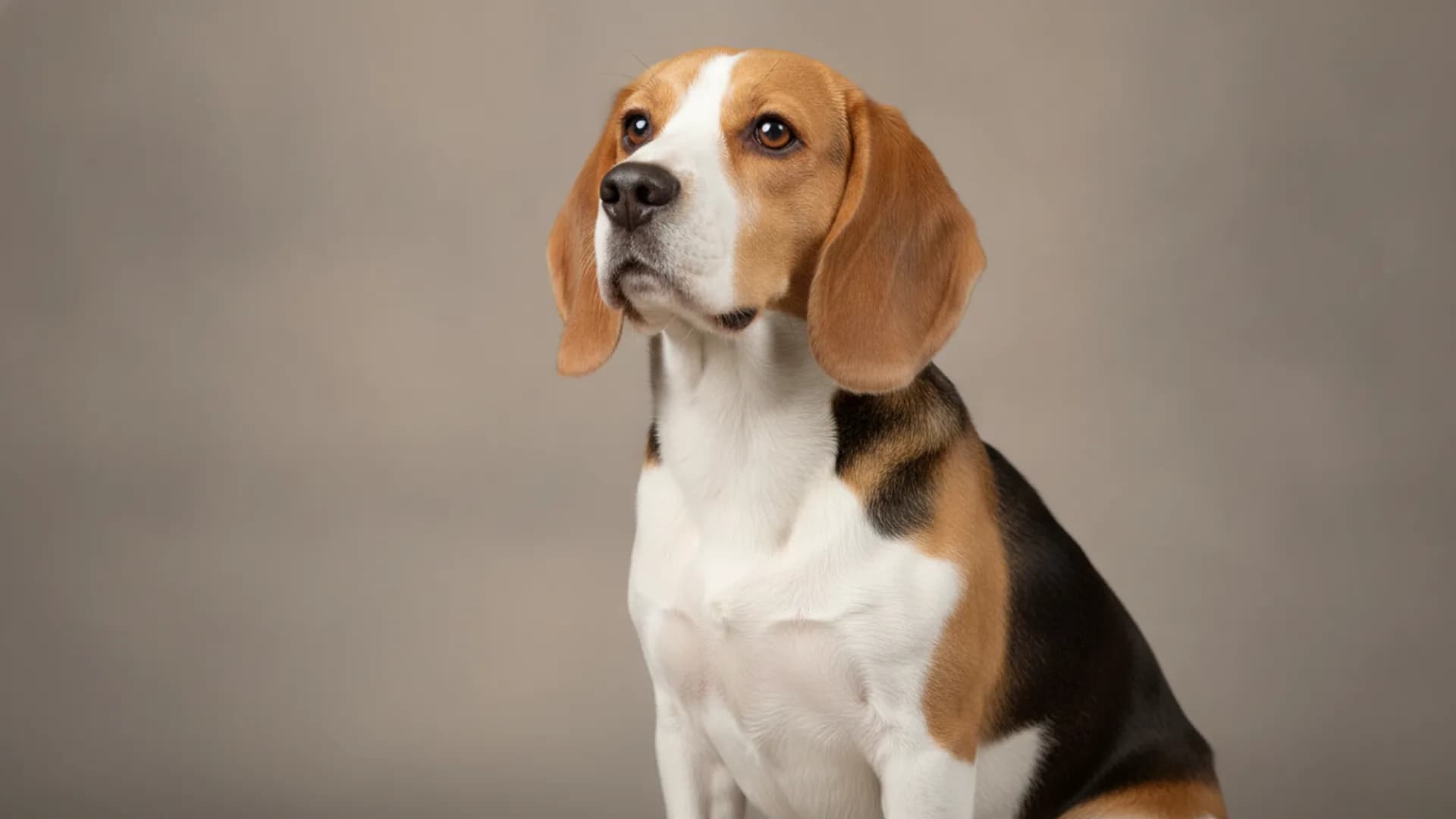 Illustration of Beagle