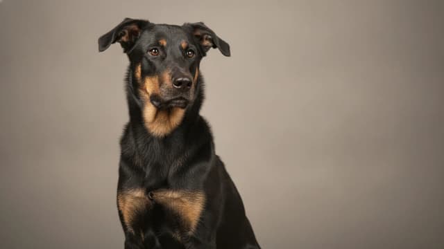 Illustration of Beauceron