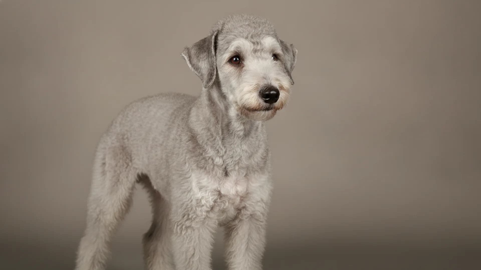 Illustration of Bedlington Terrier