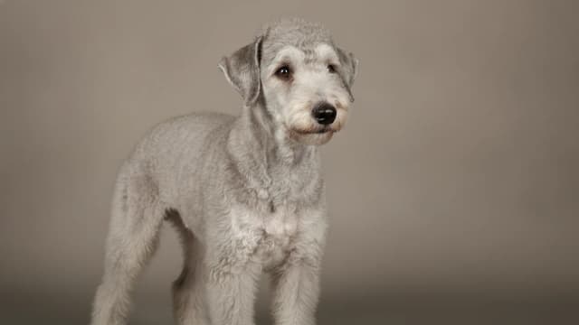 Illustration of Bedlington Terrier