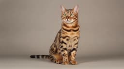 Bengal Cat