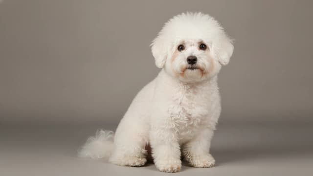 Illustration of Bichon Frisé