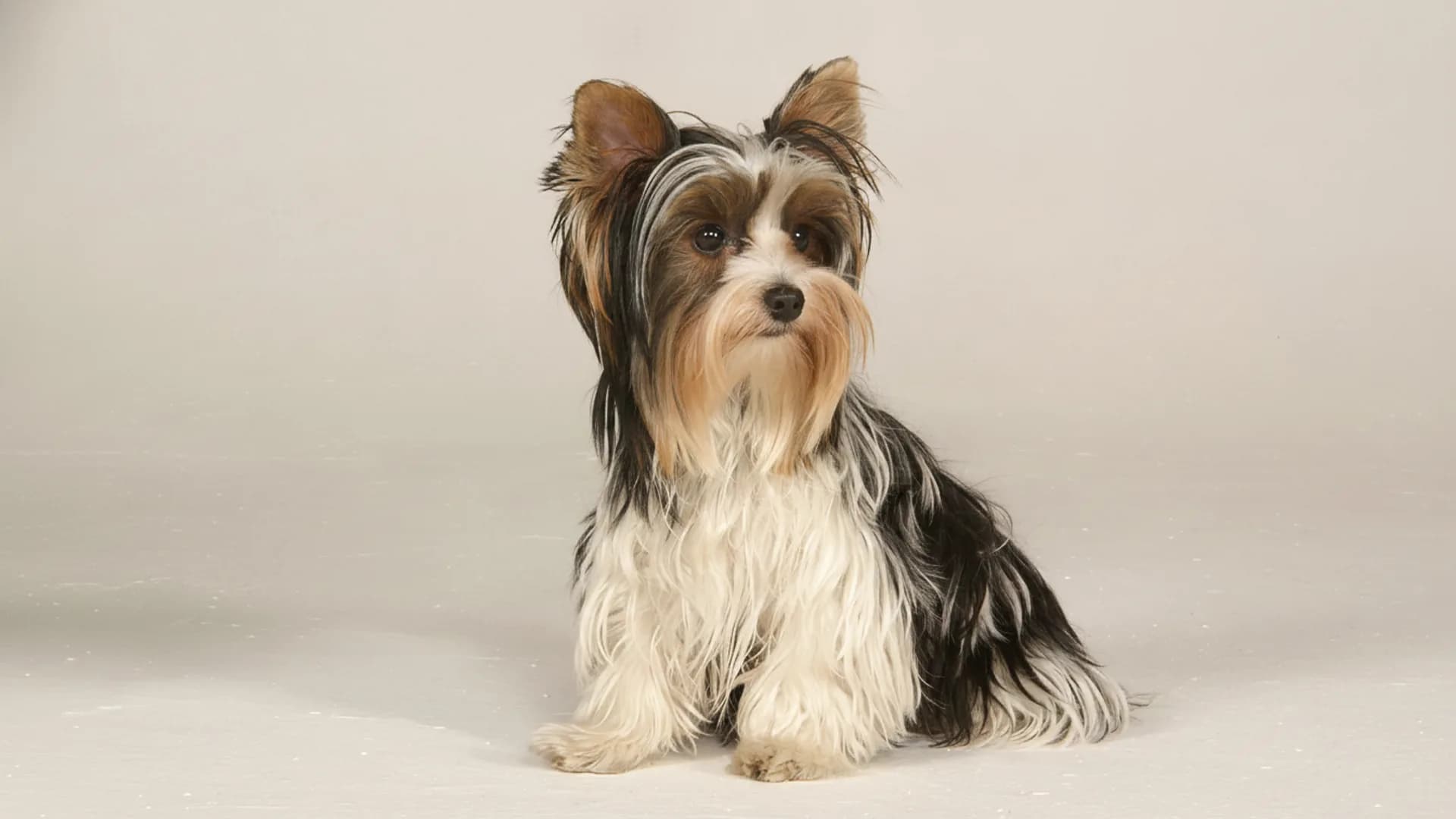 Illustration of Biewer Terrier