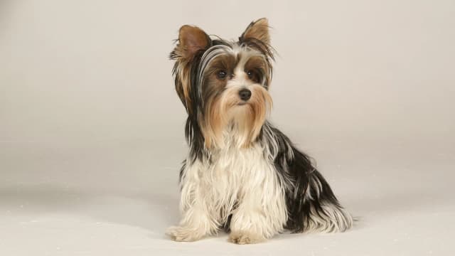 Illustration eines Biewer Terrier