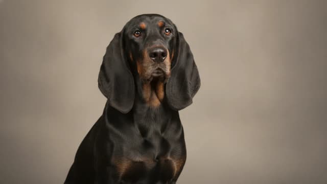 Illustration of Black and Tan Coonhound