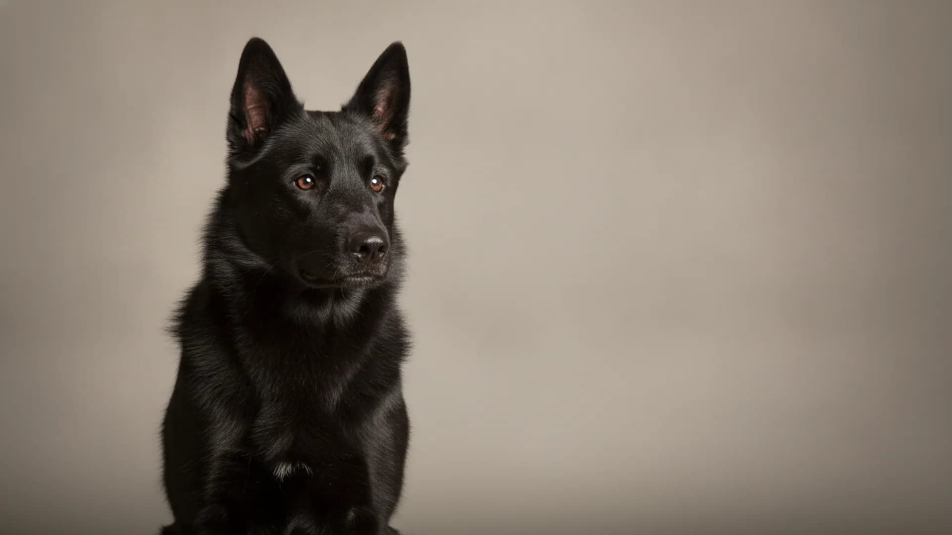 Illustration of Black Norwegian Elkhound