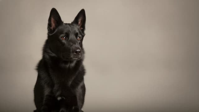 Illustration of Black Norwegian Elkhound