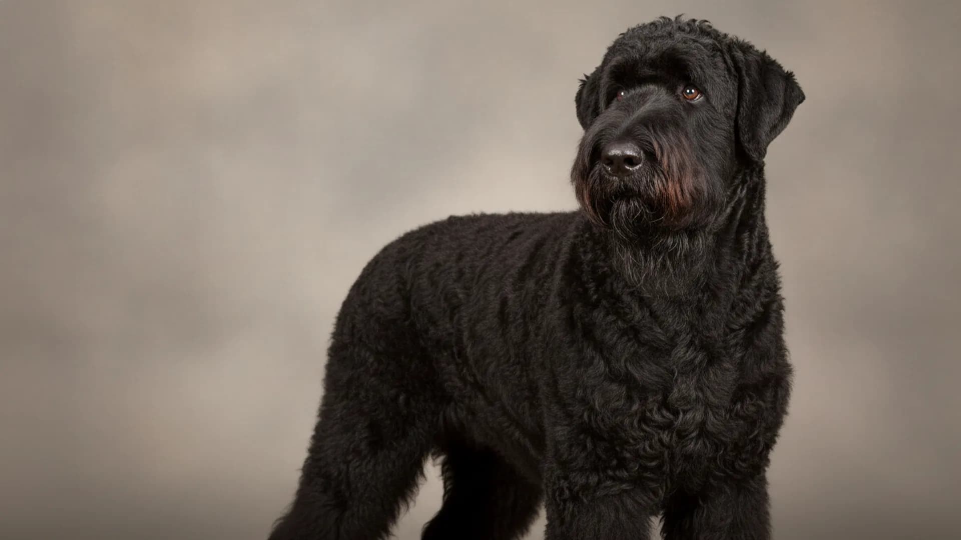 Illustration of Black Russian Terrier