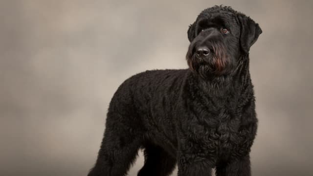 Illustration of Black Russian Terrier