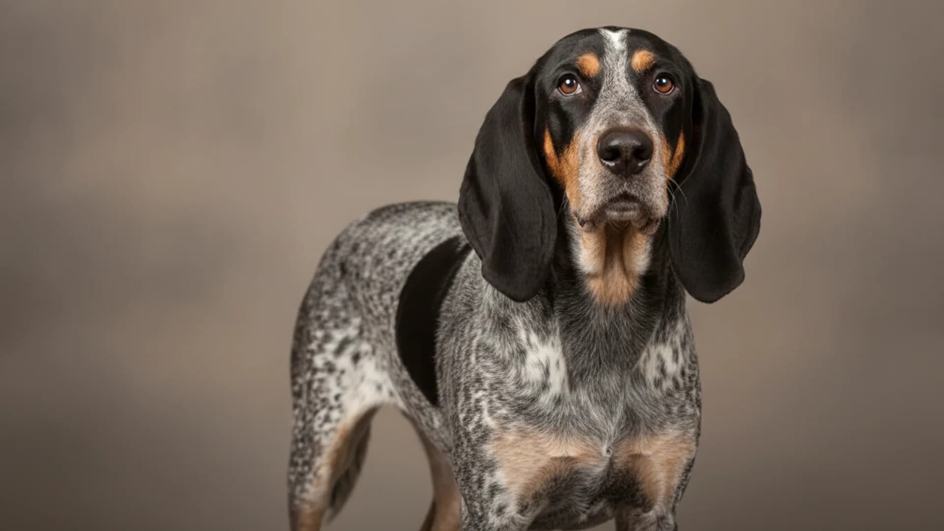 Illustration of Bluetick Coonhound