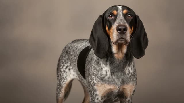 Illustration of Bluetick Coonhound