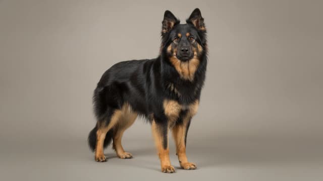 Illustration of Bohemian Shepherd