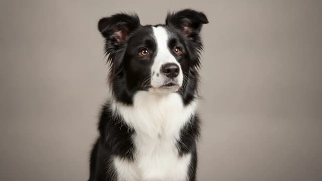 Illustration of Border Collie