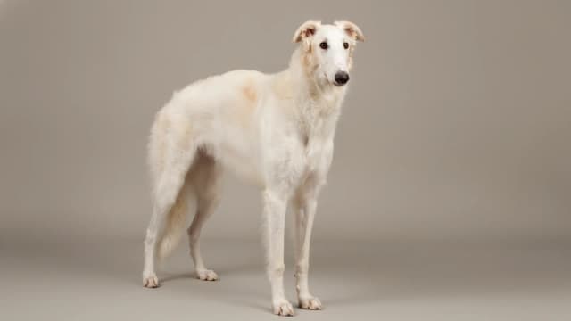 Illustration of Borzoi