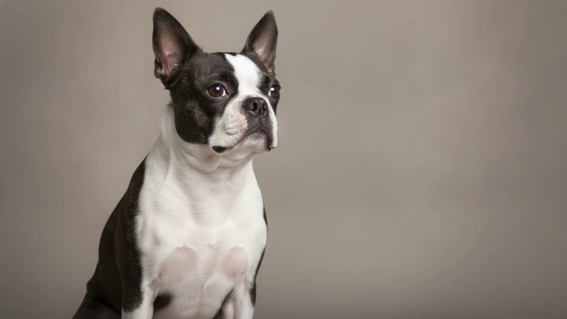 Illustration of Boston Terrier