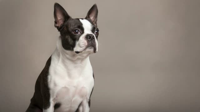 Illustration of Boston Terrier