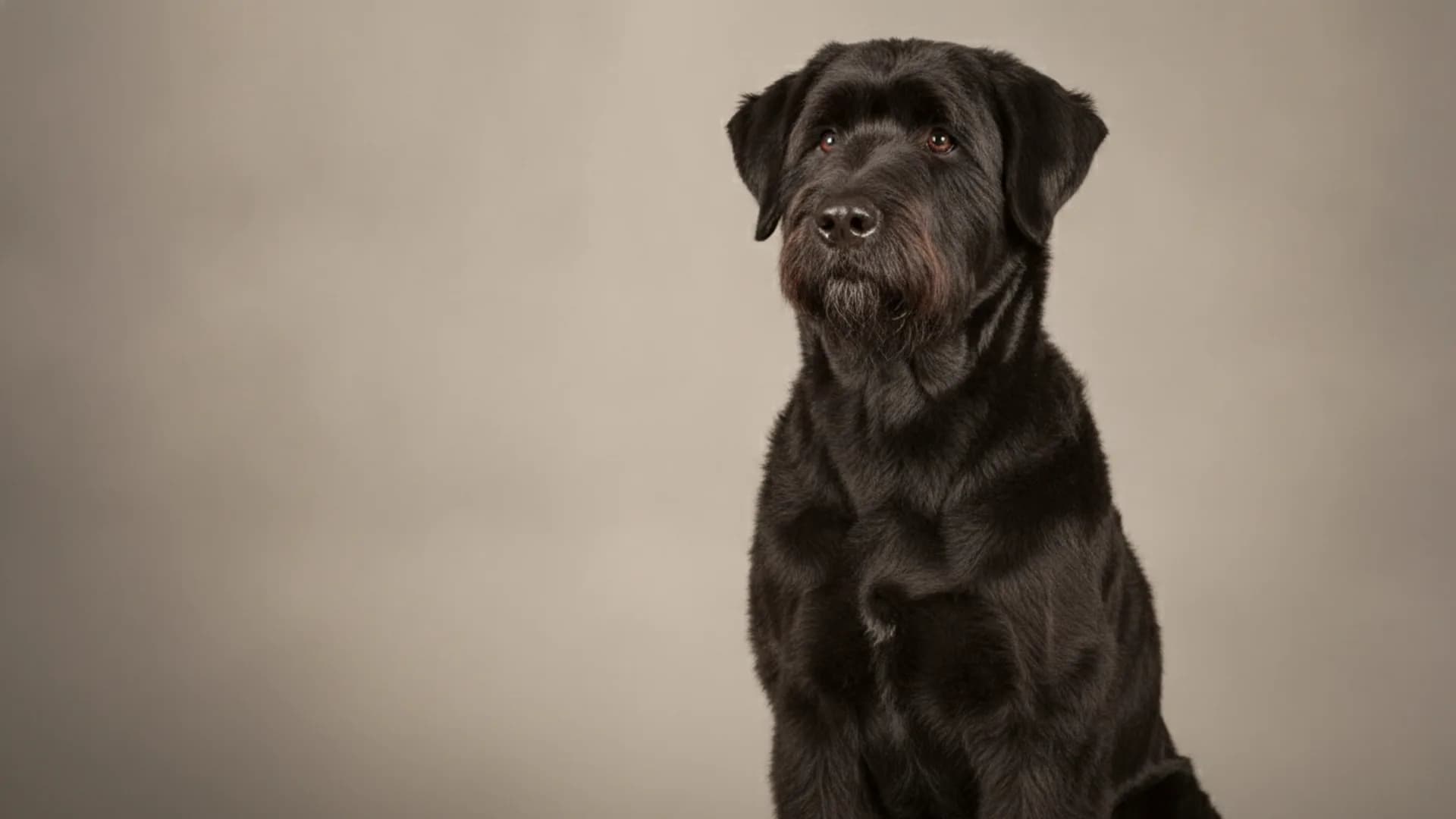 Illustration of Bouvier des Flandres