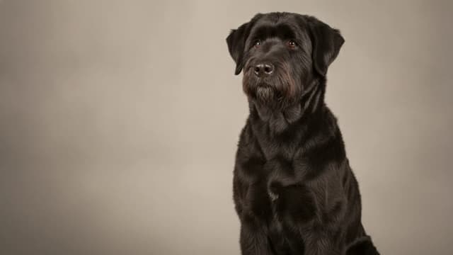 Illustration of Bouvier des Flandres