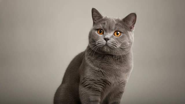 Illustration of British Shorthair