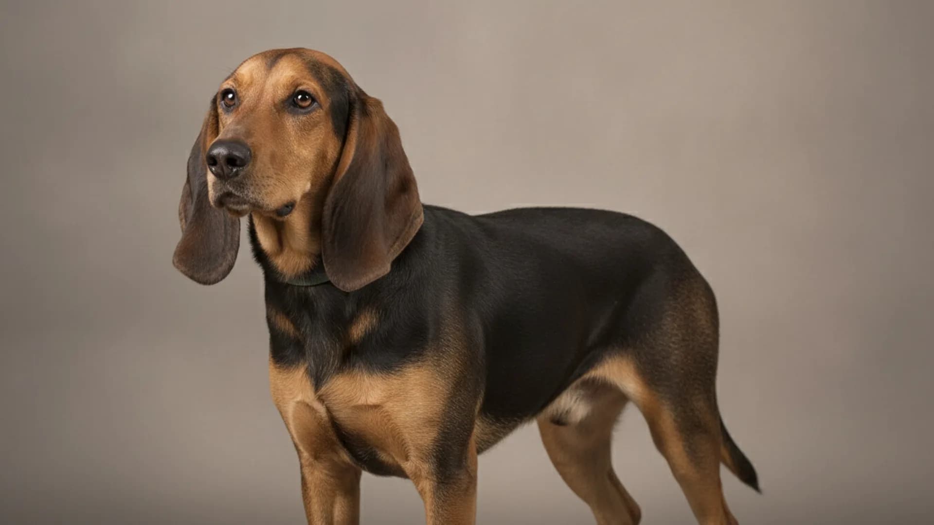 Illustration of Bruno Jura Hound