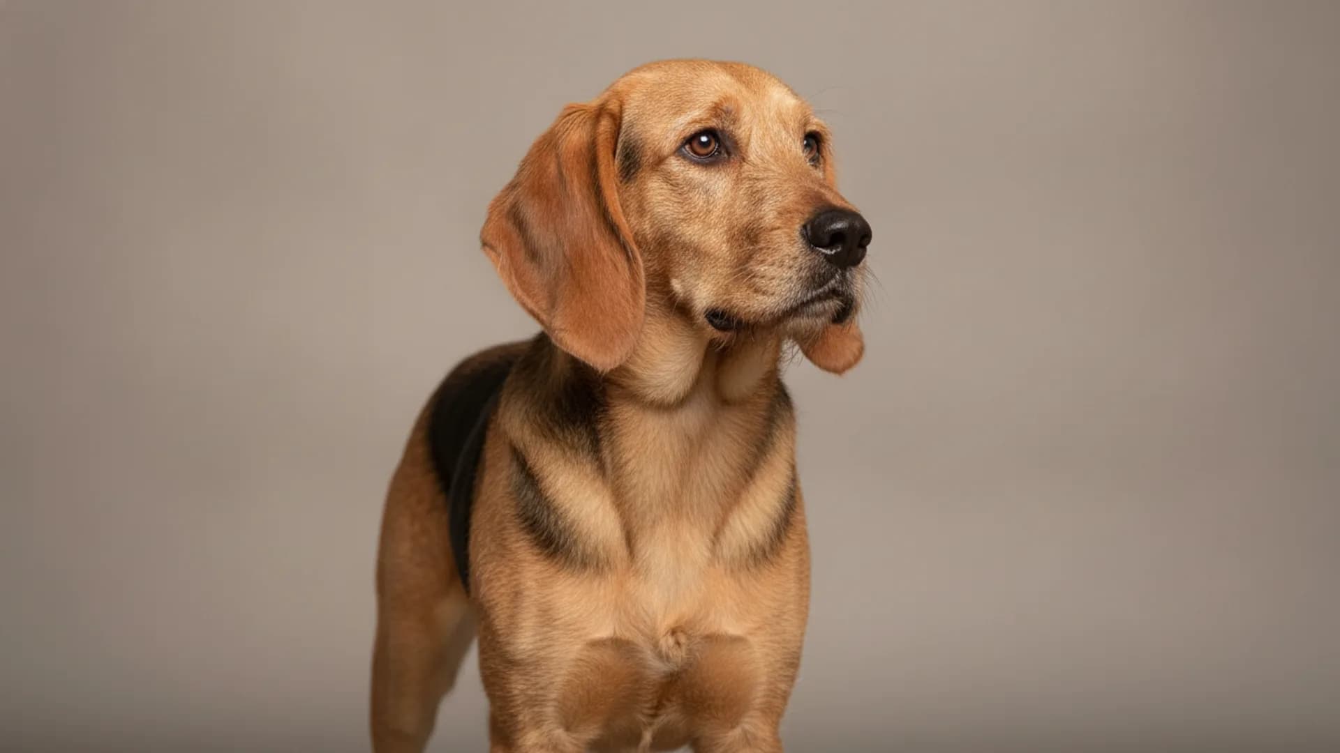 Illustration of Bulgarian Hound
