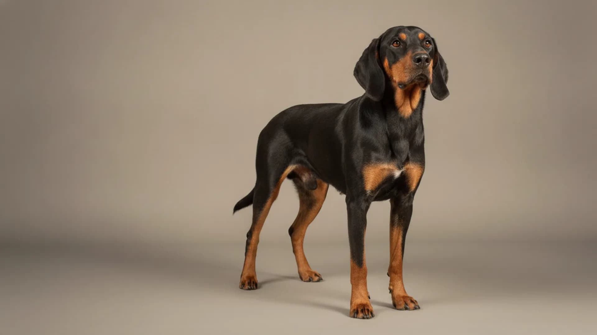 Illustration of Bulgarian Scenthound