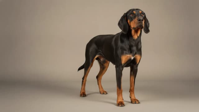 Illustration of Bulgarian Scenthound