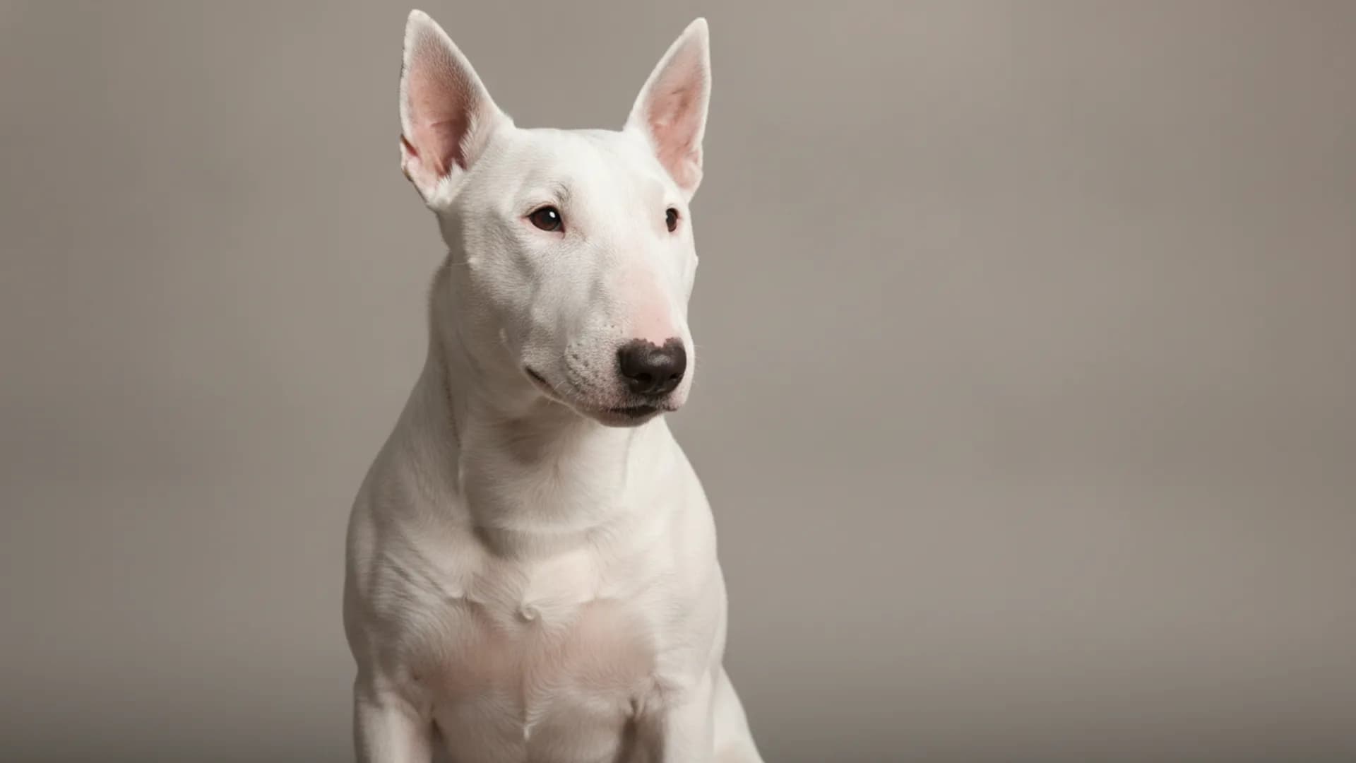 Illustration of Bull Terrier