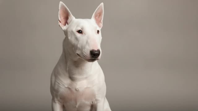 Illustration of Bull Terrier