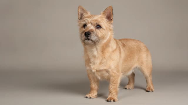 Illustration eines Cairn Terrier