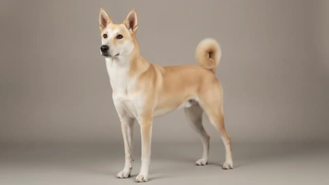 Illustration of Canaan Dog
