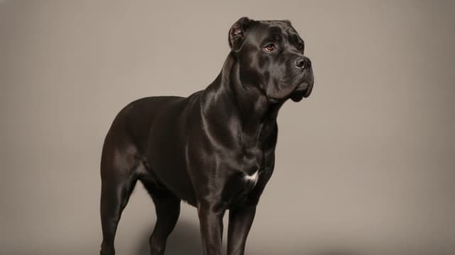 Illustration of Cane Corso