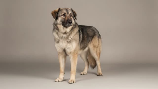 Illustration of Carpathian Shepherd Dog