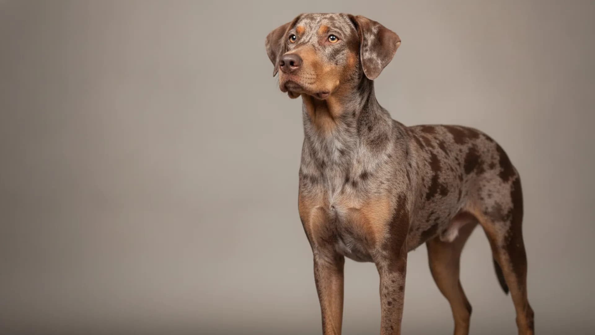 Illustration of Catahoula Leopard Dog
