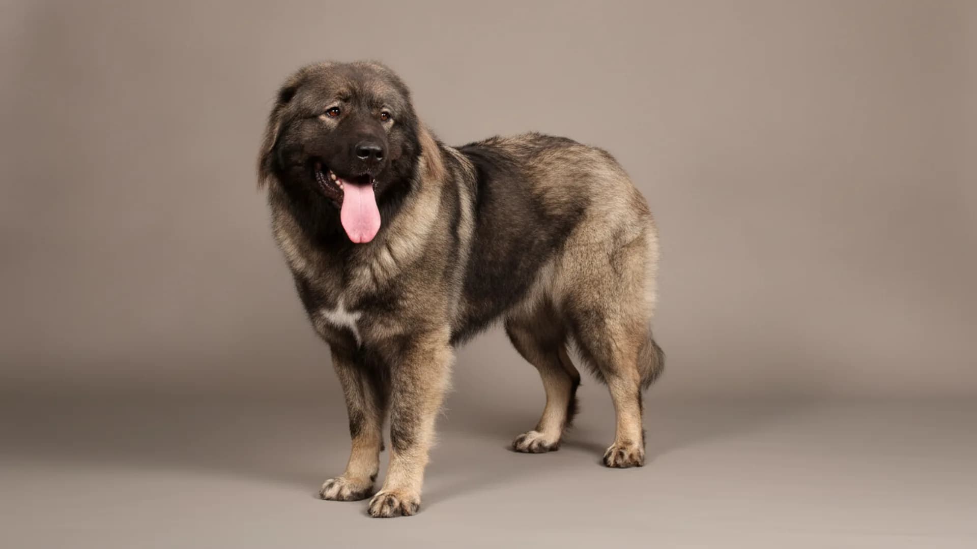 Illustration of Caucasian Shepherd Dog