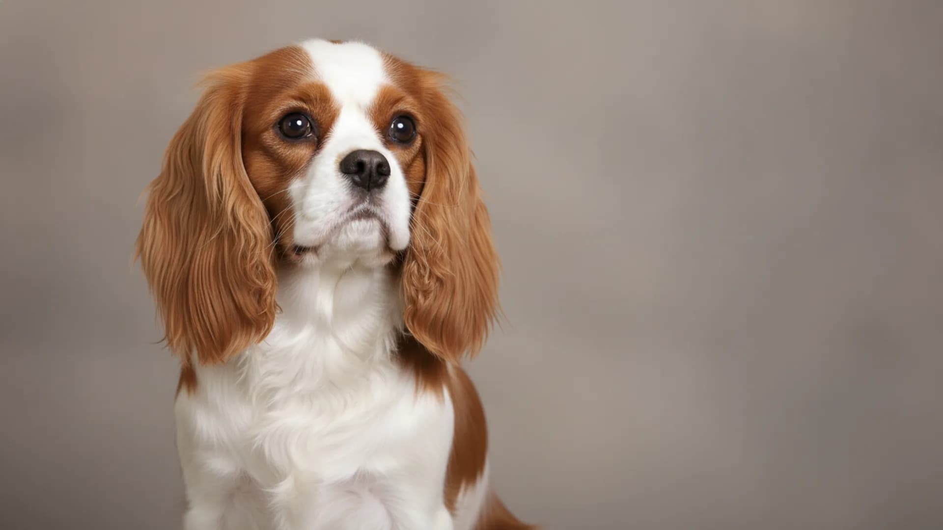 Illustration of Cavalier King Charles Spaniel