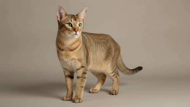 Illustration of Chausie