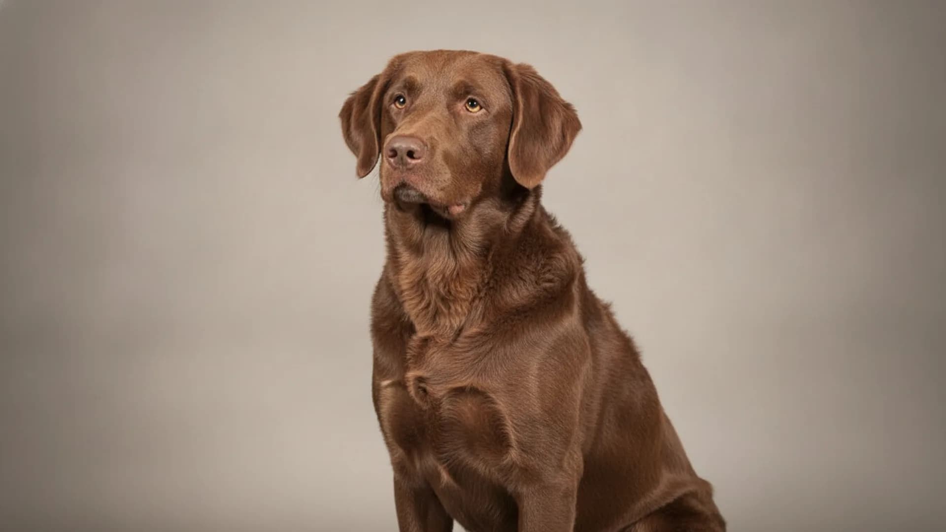 Illustration of Chesapeake Bay Retriever