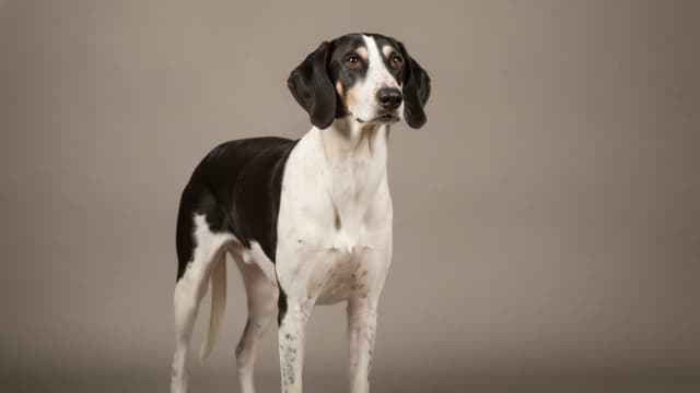 Illustration of Chien Français Blanc Et Orange