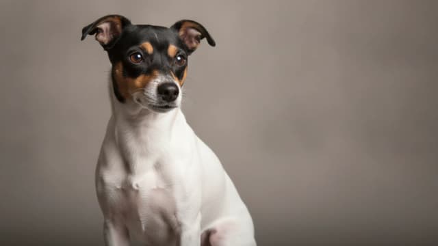 Illustration eines Chilenischer Foxterrier