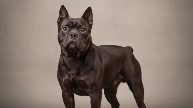 Illustration eines Chinese Chongqing Dog