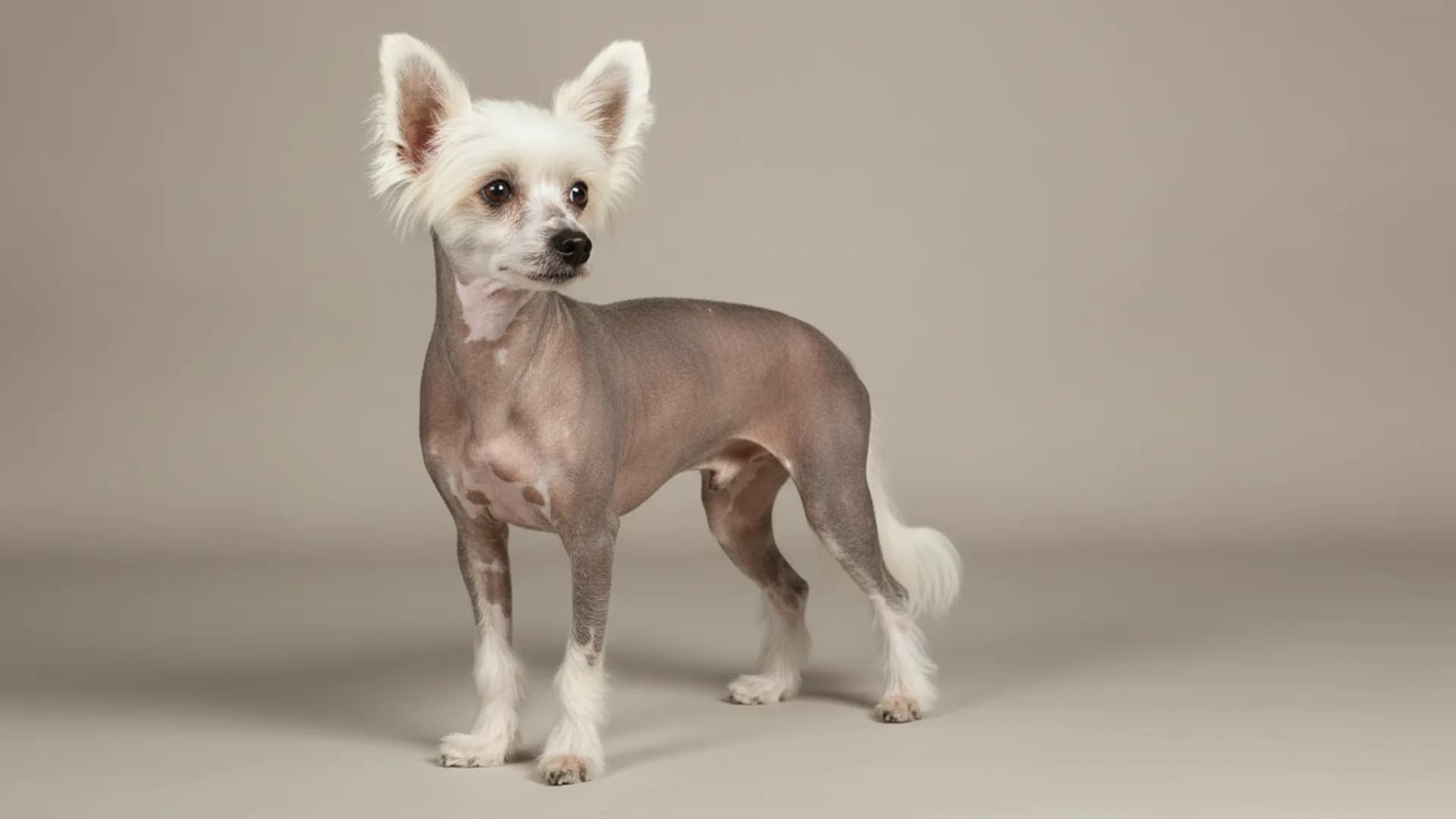 Illustration of Chinese Crested